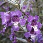 Angelonia biflora Kukka