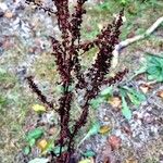 Rumex aquaticus फल