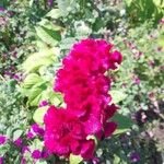 Celosia argentea Flower