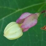 Clerodendrum trichotomumBlomst