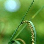 Carex acuta Leaf