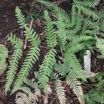 Pteris fauriei برگ