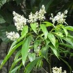 Miconia minutiflora Прочее