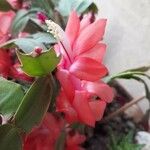 Schlumbergera bridgesiiFlor