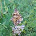 Orobanche crenata Blomst