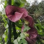 Aristolochia gigantea 花