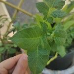 Solanum tuberosum Blad