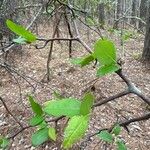 Malus angustifolia Levél