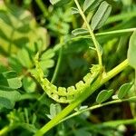 Hippocrepis biflora Fruit