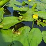 Nuphar lutea Levél