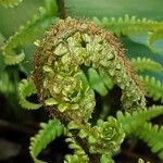 Dryopteris crassirhizoma List