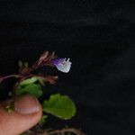 Mazus dentatus Прочее