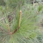 Pinus merkusii Hoja
