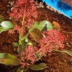 Skimmia japonica عادت داشتن