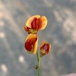 Sesbania vesicaria Flower