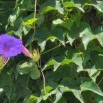 Ipomoea indicaFlower