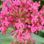 Valeriana rubra Flower