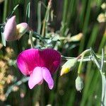 Lathyrus clymenum Цветок