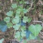 Cardamine graeca Feuille