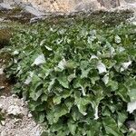 Petasites paradoxus Vekstform