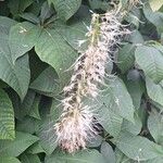 Aesculus parviflora Flor