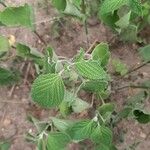 Salvia tiliifolia Leaf