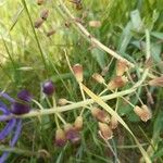 Muscari comosum Frukt