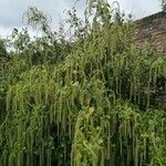 Itea ilicifolia Кветка