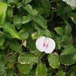 Centrosema pubescens 花