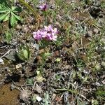 Centaurium erythraea Habit