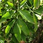 Heteromorpha arborescens Leaf