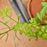 Cardamine bonariensis Leaf