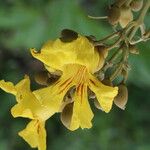 Markhamia obtusifolia Flower