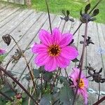 Dahlia merckii Flower