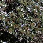 Lithodora zahnii Flor