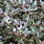 Cotoneaster microphyllus 叶