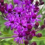 Vernonia noveboracensis Flower