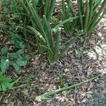 Sansevieria pearsonii 葉