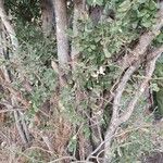 Lonchocarpus eriocalyx പുറംതൊലി