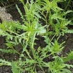 Papaver setiferum Habitat