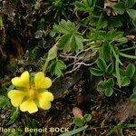 Potentilla brauneana Vekstform