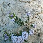 Iberis procumbens Kukka