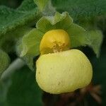 Calceolaria plectranthifolia Flower