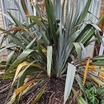 Phormium tenax Habitat