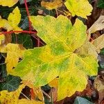 Acer × freemanii পাতা
