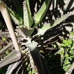 Kalanchoe rosei Leaf