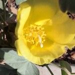 Gossypium tomentosum