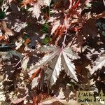 Hibiscus acetosella Feuille