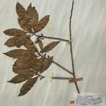 Dodecadenia grandiflora Diğer