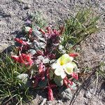 Oenothera xylocarpa Hábito